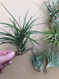 Image 2 of End of season mixed box of tillandsia