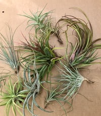 Image 1 of End of season mixed box of tillandsia