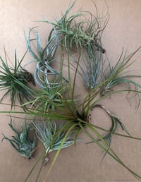 Image 4 of End of season mixed box of tillandsia