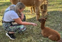 Image 3 of Paint with Alpacas Saturday 18th October 12pm at Gumnut Valley Alpacas