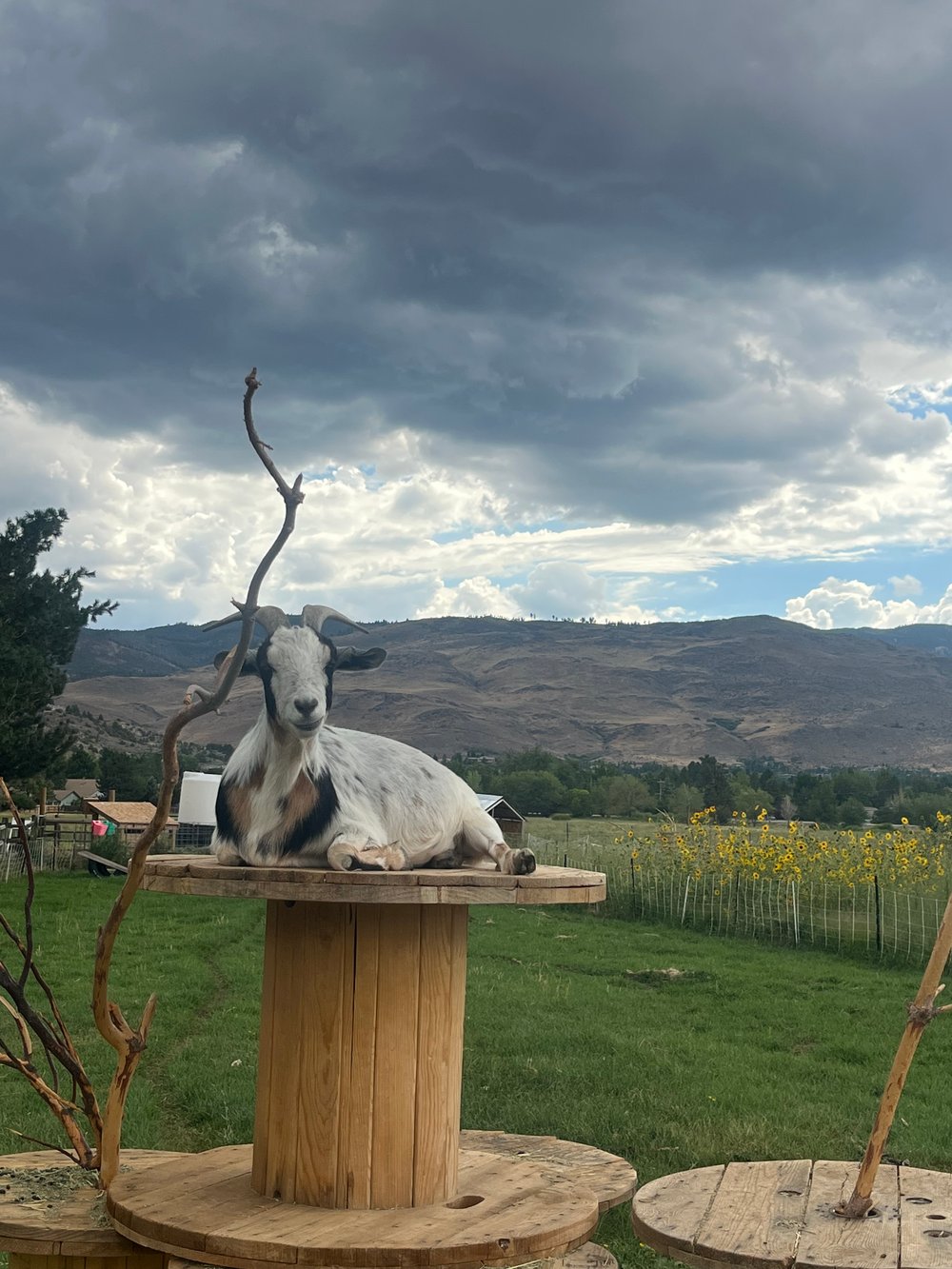 Image of Sunset Tea Party Fundraiser 9/28, 430-630