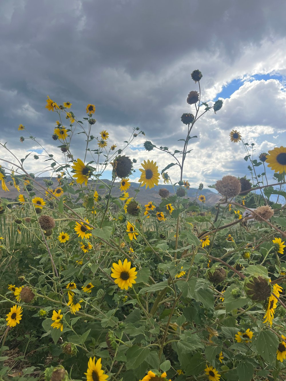 Image of Sunset Tea Party Fundraiser 9/28, 430-630