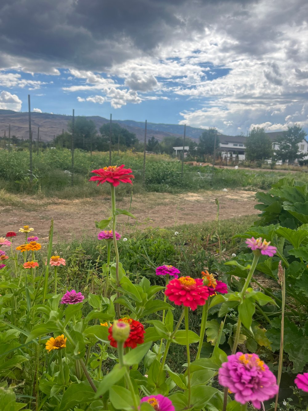 Image of Sunset Tea Party Fundraiser 9/28, 430-630