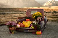 Image 2 of MUMS THE WORD - Fall Truck Minis