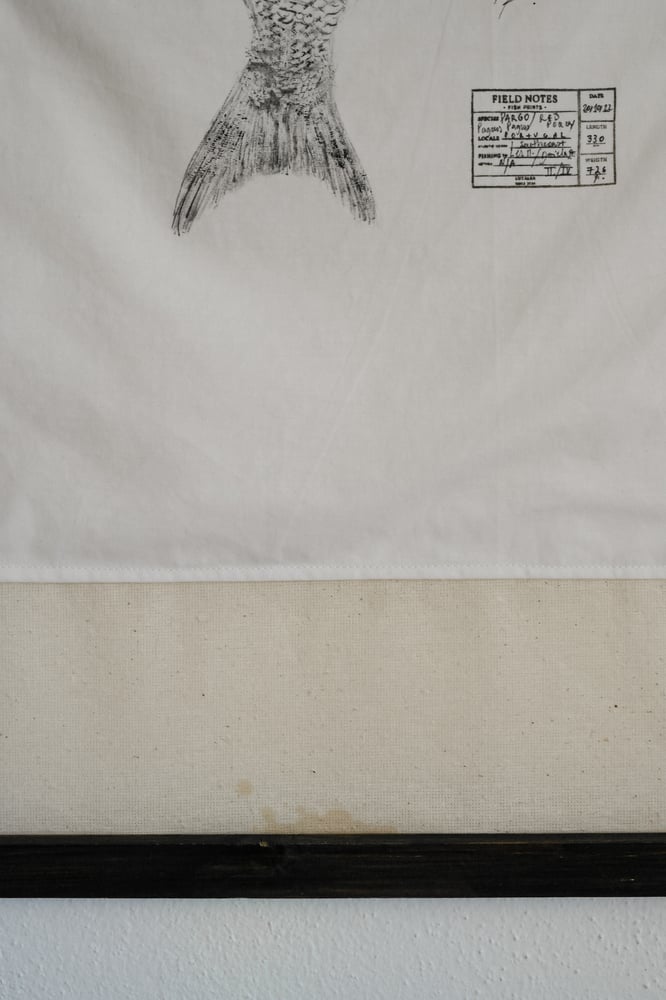 Image of Pargo | Pagrus pagrus