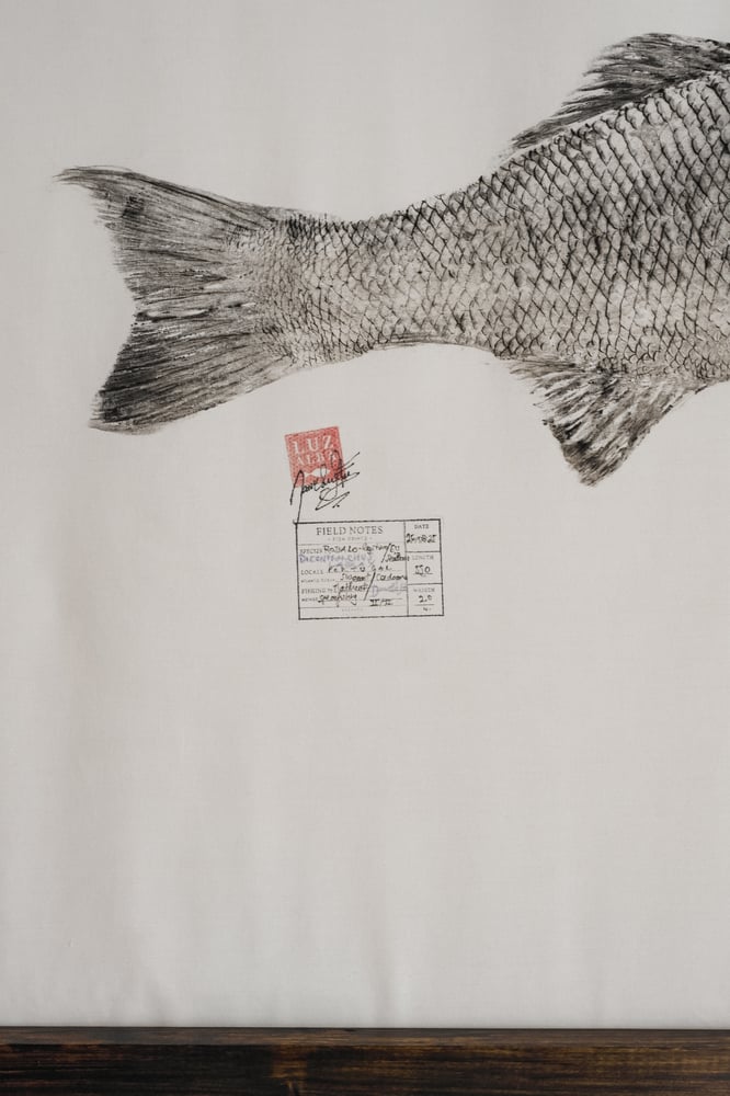 Image of Robalo *L. | Seabass