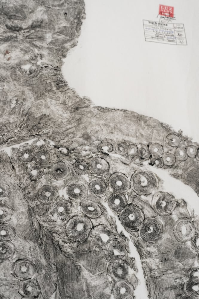 Image of POLVO *L. | Octopus