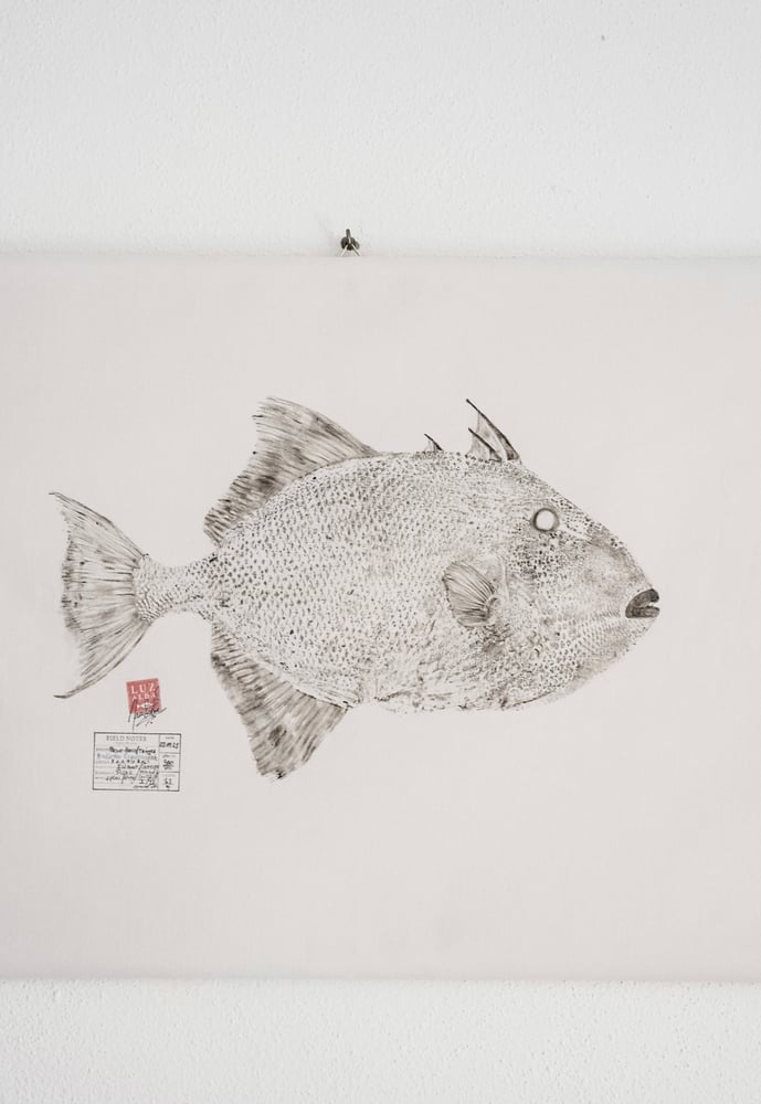 Image of Peixe-p. *L. | Triggerfish