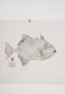 Image of Peixe-p. *L. | Triggerfish