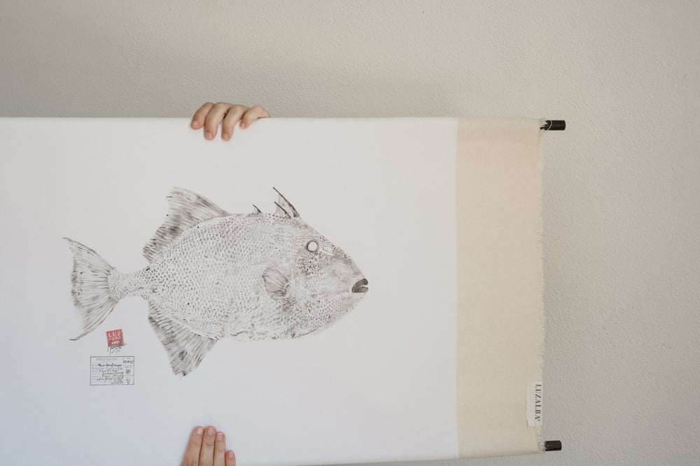 Image of Peixe-p. *L. | Triggerfish