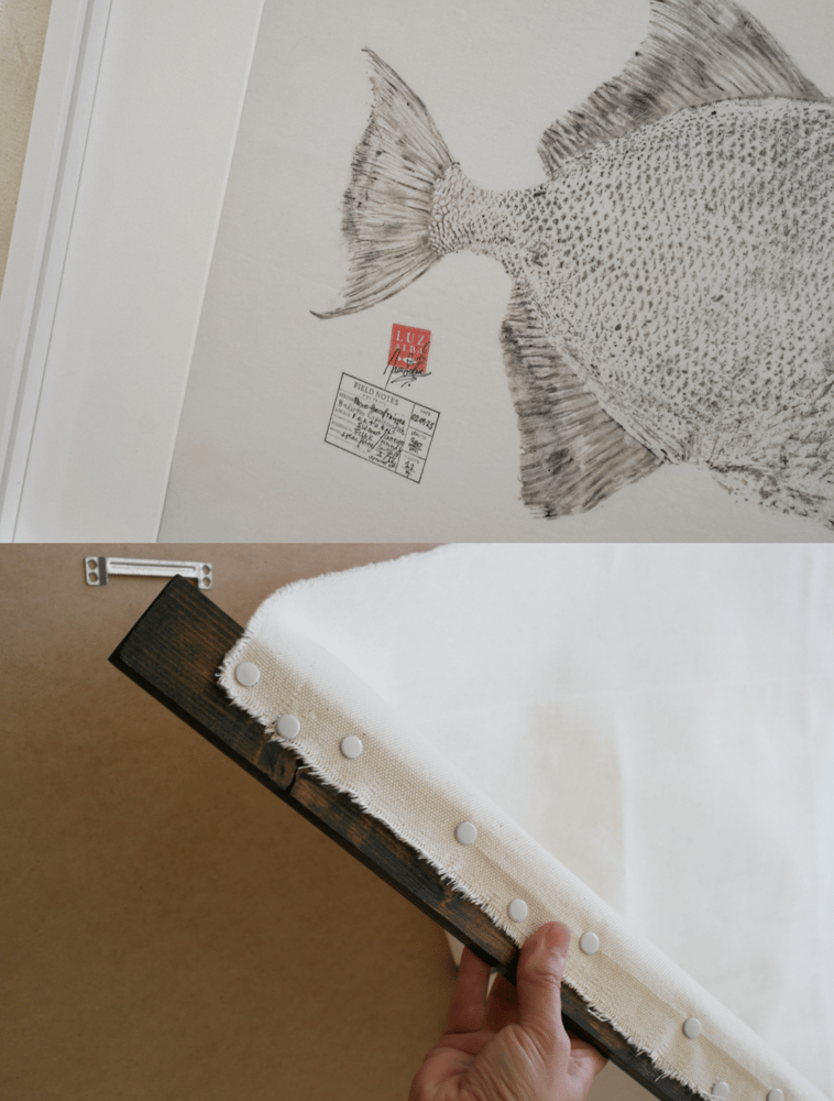 Image of Peixe-p. *L. | Triggerfish