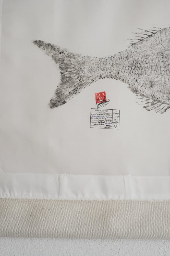 Image of Dourada *L.| G. Seabream