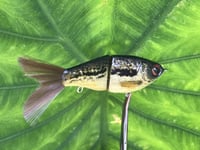 Image 5 of SPEEDBAITS Custom Airbrushed Glidebait 5516
