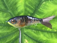 Image 2 of SPEEDBAITS Custom Airbrushed Glidebait 5780