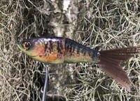 Image 7 of SPEEDBAITS Custom Airbrushed Glidebait 5780
