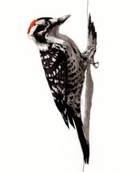 Image 1 of Nuttall's Woodpecker