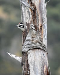 Image 3 of Nuttall's Woodpecker