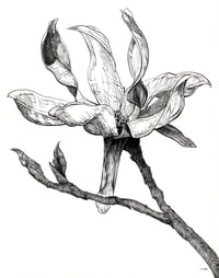 Image 1 of The Magnolia