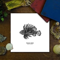 Image 1 of Rascasse volante