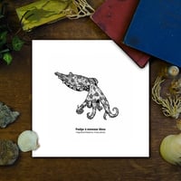 Image 1 of Poulpe à anneaux bleus