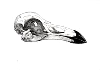 Image 2 of Raven Skull