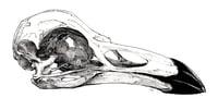 Image 1 of Raven Skull