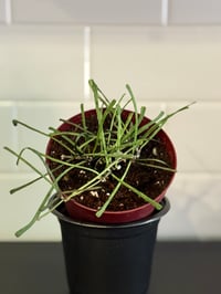 Image 1 of Hoya Retusa