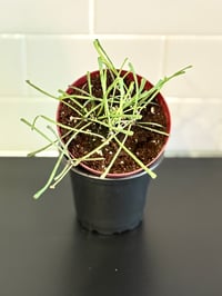 Image 2 of Hoya Retusa