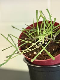 Image 4 of Hoya Retusa