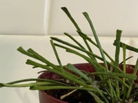Image 5 of Hoya Retusa