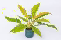 Philodendron Golden Ring of Fire -Hybrid Philodendron 