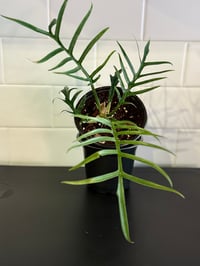 Image 1 of Philodendron  Tortum 