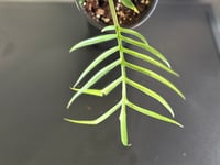 Image 2 of Philodendron  Tortum 