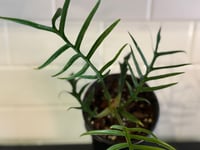 Image 3 of Philodendron  Tortum 