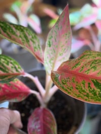 Image 2 of Aglaonema Pincut 