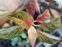 Image 1 of Aglaonema Pincut 