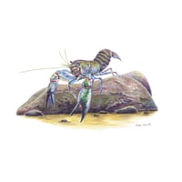 Image 1 of "Freshwater Guardian" - Australian Common Yabby Print