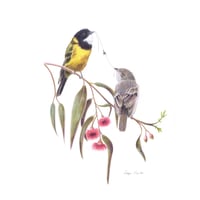Image 1 of "Melodic Pair" - Golden Whistlers Print