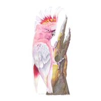 Image 1 of "Pink Majesty" - Major Mitchell's Cockatoo Print