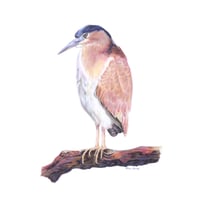 Image 1 of "Twilight Sentinel" - Nankeen Night-Heron Print
