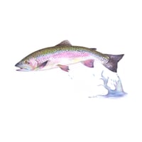Image 1 of "Silver Flash" - Rainbow Trout Print