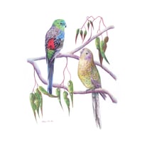 Image 1 of "Eucalyptus Partners" - Red-rumped Parrot Print