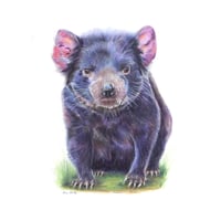 Image 1 of "Island Warrior" - Tasmanian Devil Print