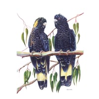 Image 1 of "Majestic Partners" - Yellow-tailed Black Cockatoo Pair Print