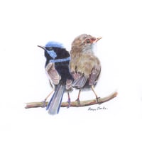 Image 1 of "Devoted Duo" - Blue Wren Pair Print