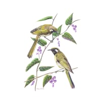 Image 1 of "Nectar Seekers" - White-eared Honeyeater Print