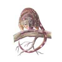 Image 1 of "Spotted Survivor" - Spotted-tailed Quoll Print