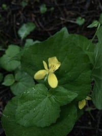 Image 2 of Virgo Perfume (Green Tea, Vanilla, Melissa, Tulsi)