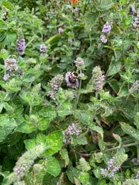 Image 4 of Virgo Perfume (Green Tea, Vanilla, Melissa, Tulsi)