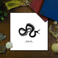 Image 1 of Murène-ruban